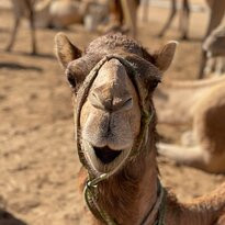 Camel Ranch Eilat-埃拉特必去景点