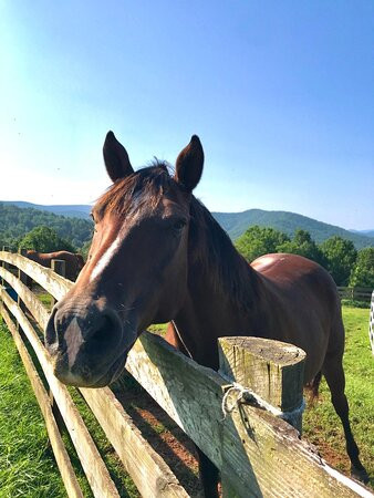 Mountaintop Ranch Wilderness Trail Rides-Elkton必去景点