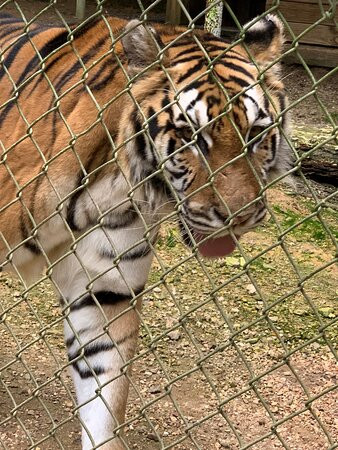 Tigers For Tomorrow景点图片