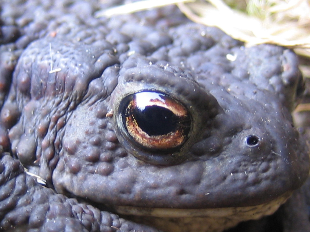 Knoydart Ranger Service
