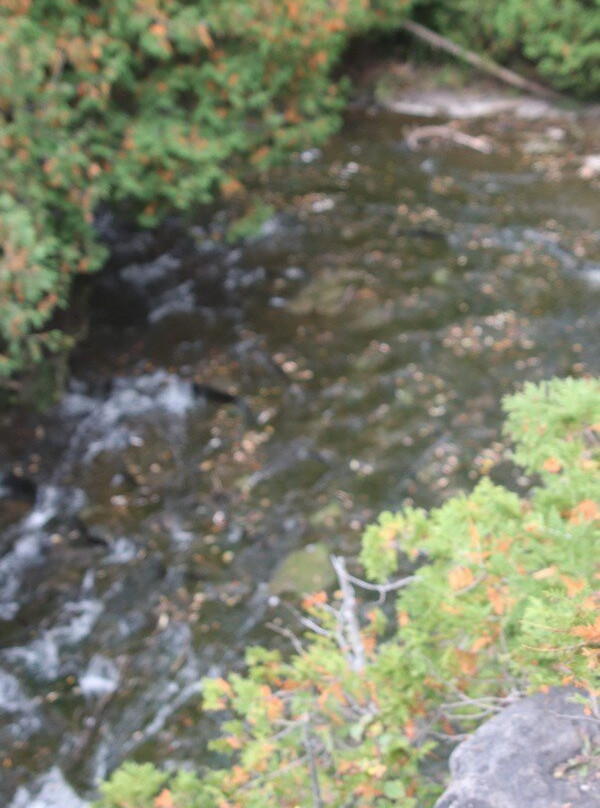 Pattawatomi Memorial Forest-Owen Sound必去景点