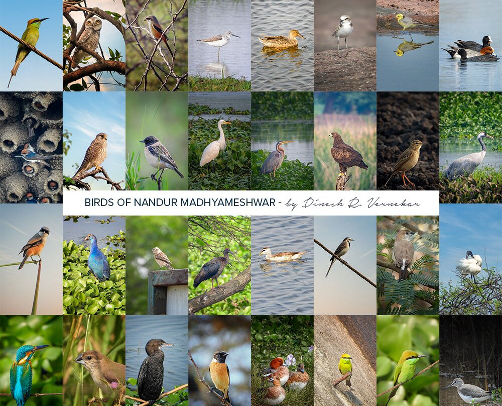 Nandur Madhyameshwar Bird Sanctuary景点图片