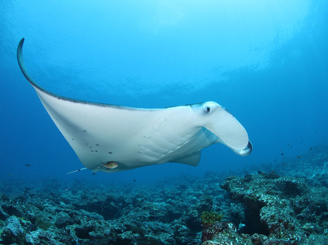 马富士潜水及水上运动-马富士岛必去景点