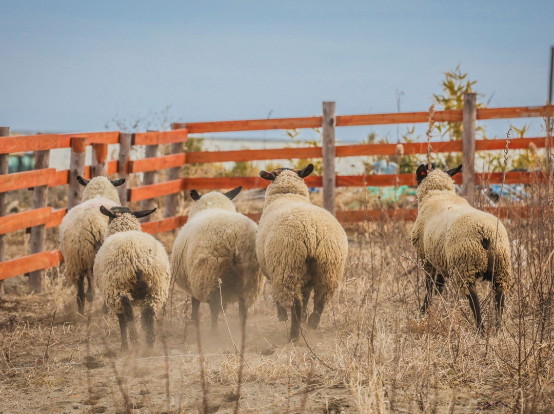 Iwanuma Sheep Village