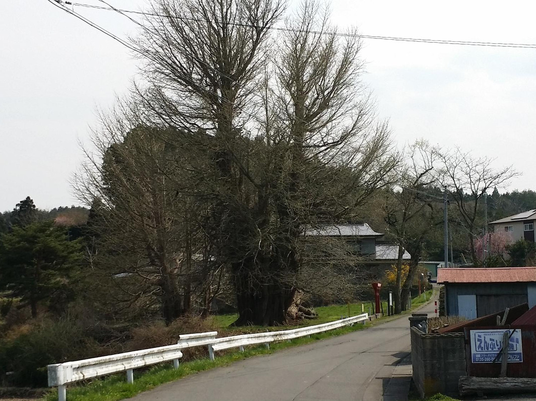 Large Ginkgo Tree in Ichokikubo景点图片