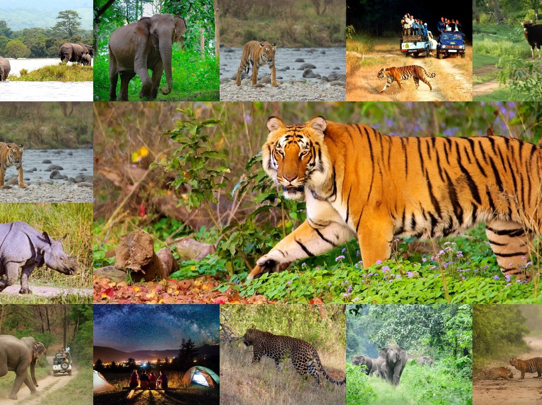 WildSafari Safaris, Tours & Travels