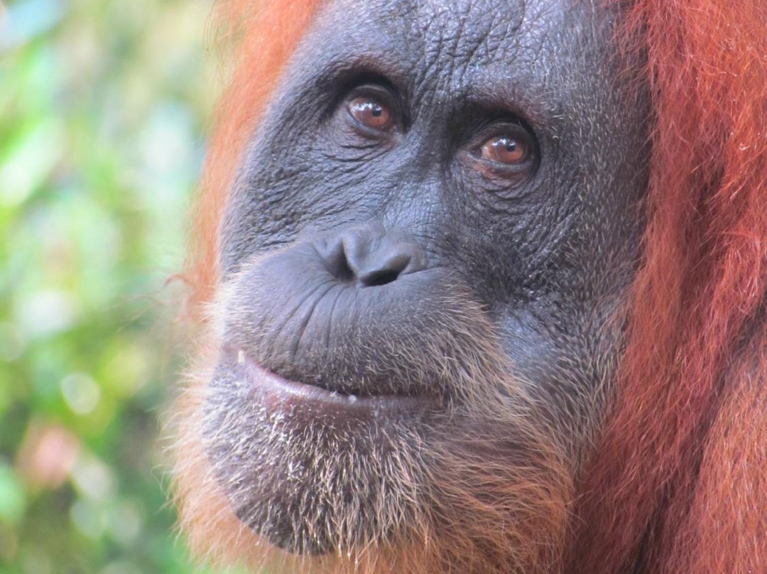 EcoTravel Bukit Lawang - Tours & Treks-武吉拉旺必去景点