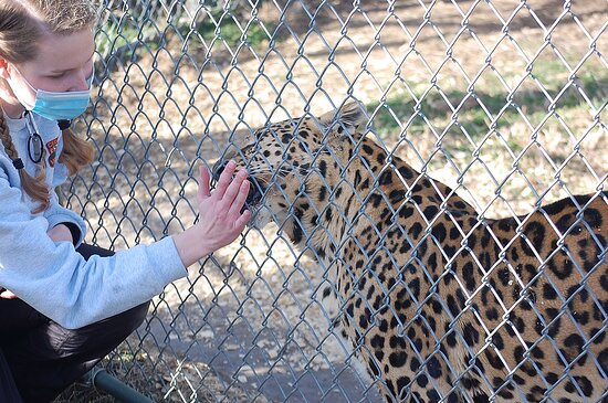 Cedar Cove Feline Conservatory & Education Center景点图片