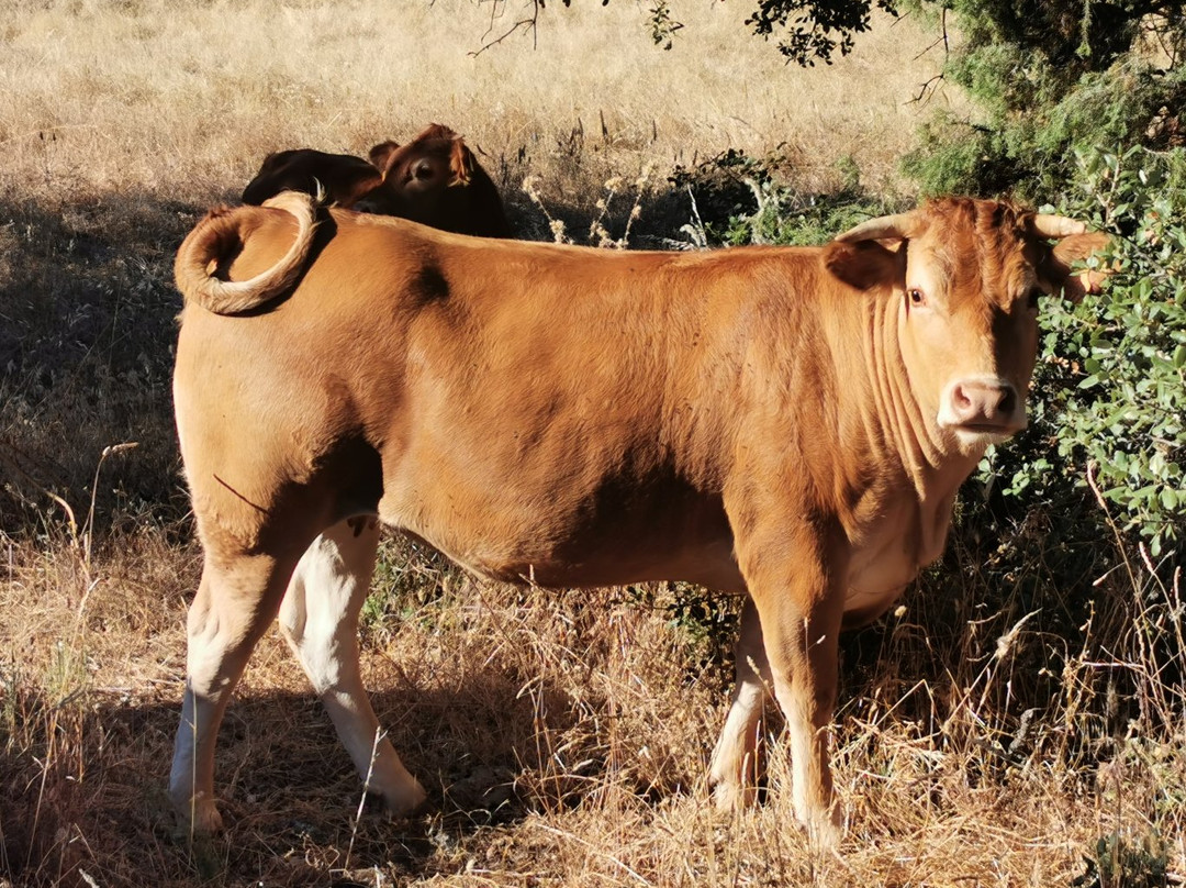 Fresnedillas de la Oliva旅游攻略图片