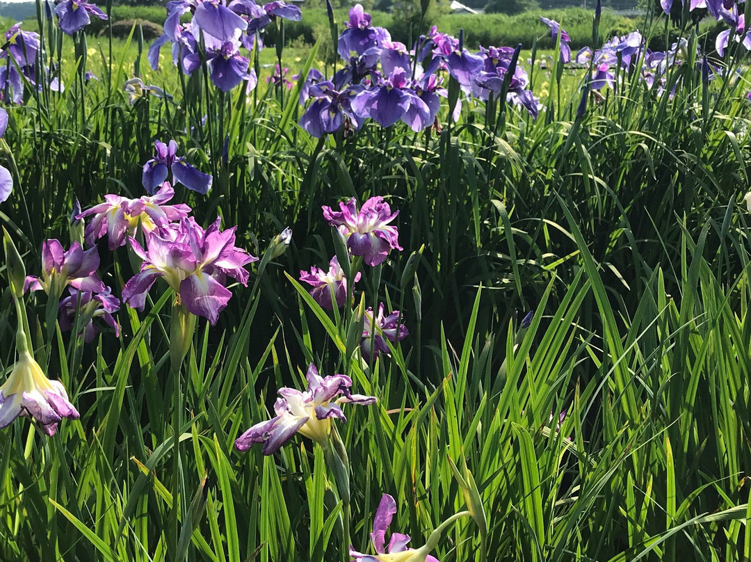 The Ushiku City Iris Garden景点图片
