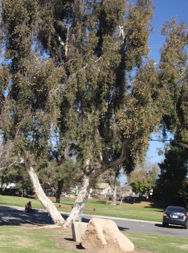 Brentwood Park-科罗纳必去景点