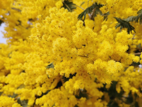 Mirador De Los Ranchos.-Galapagar必去景点