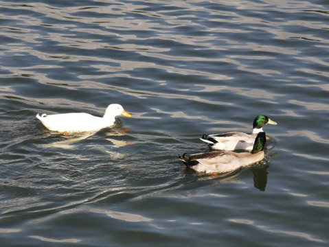 Embalse De Los Rosales-Galapagar必去景点