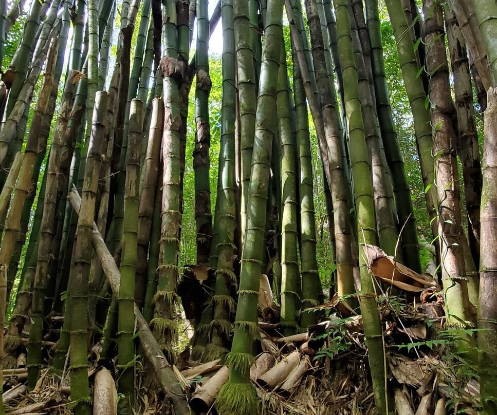 Bim's Jamaican Jungle Adventure Hike景点图片