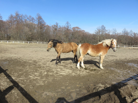 Takizawa Ranch-南牧村必去景点