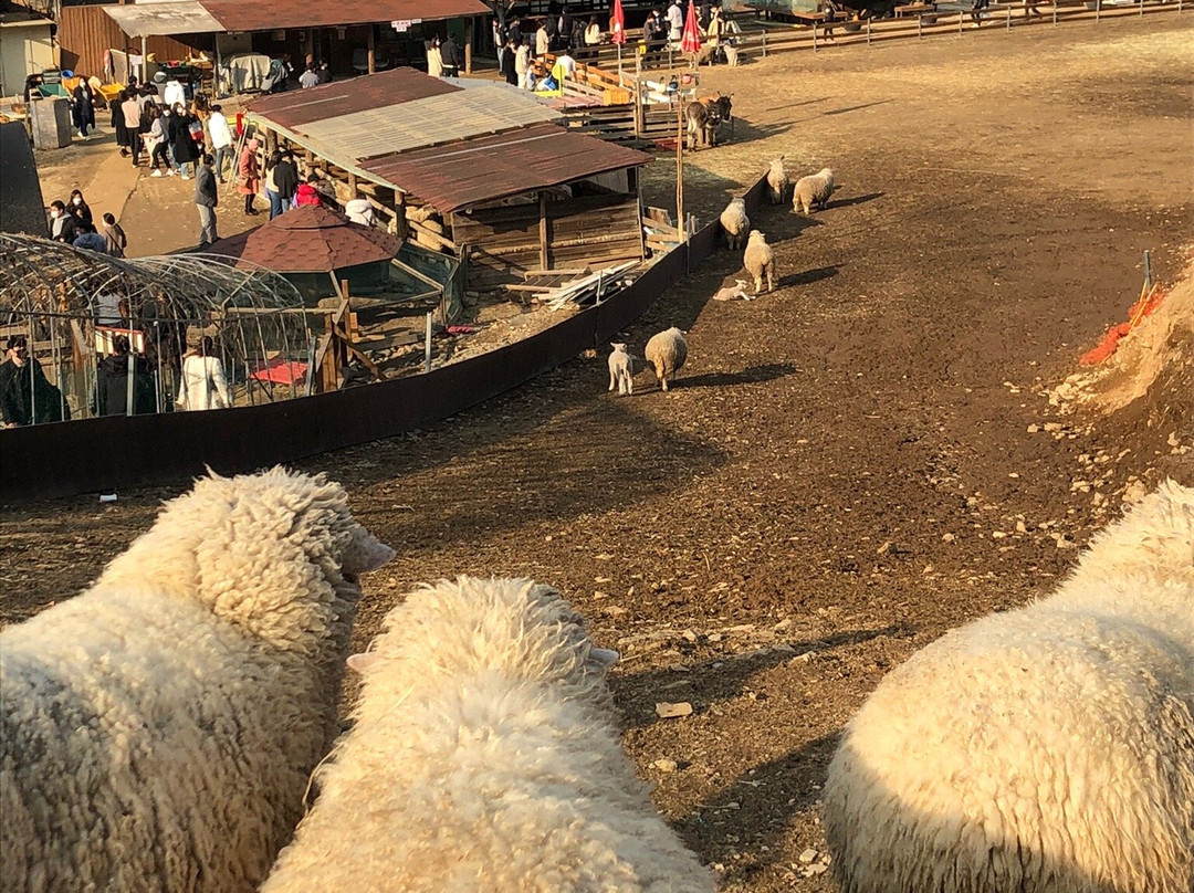 Happy Hill Farm-春川市必去景点