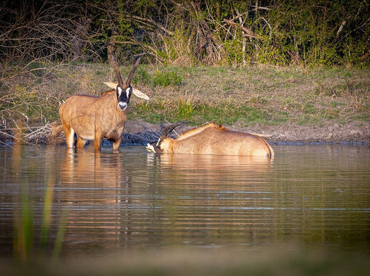Voyager Safari-圣安东尼奥市必去景点