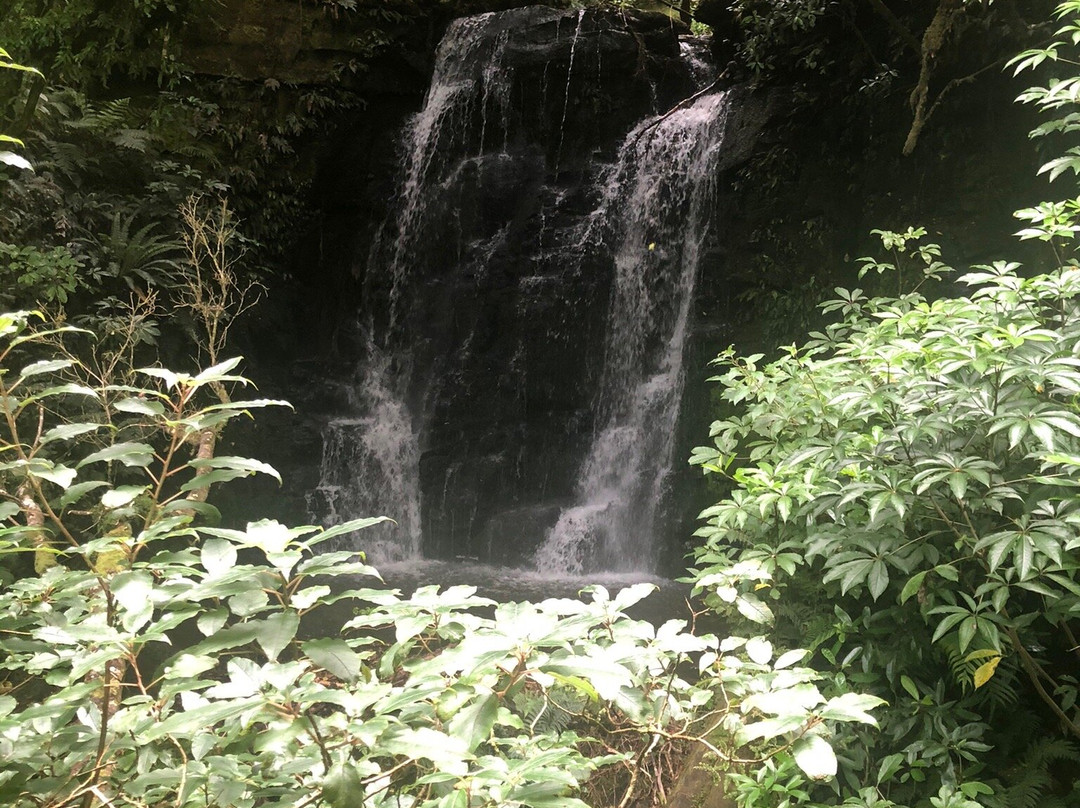 Matai Falls Walk景点图片