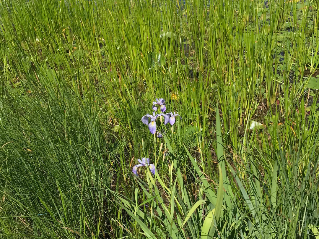 Amsterdam Sloughs-Siren必去景点