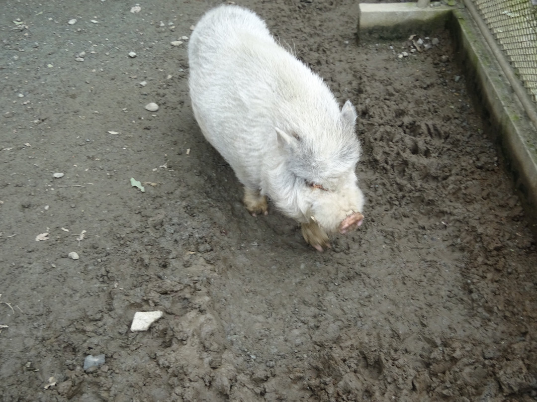 Hodosan Small Animal Park-长瀞町必去景点