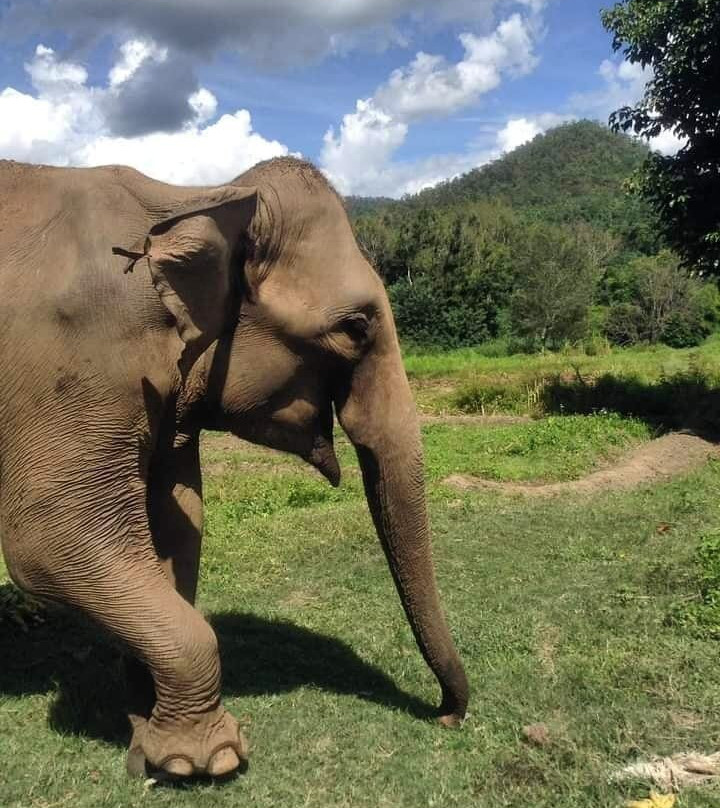 Chiangmai Elephant Home-清迈必去景点