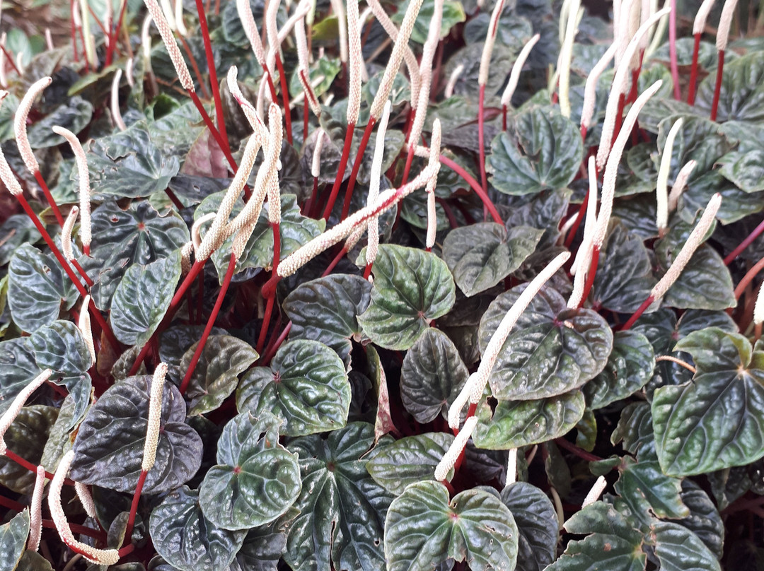 Jardim das Sensações-库里提巴必去景点