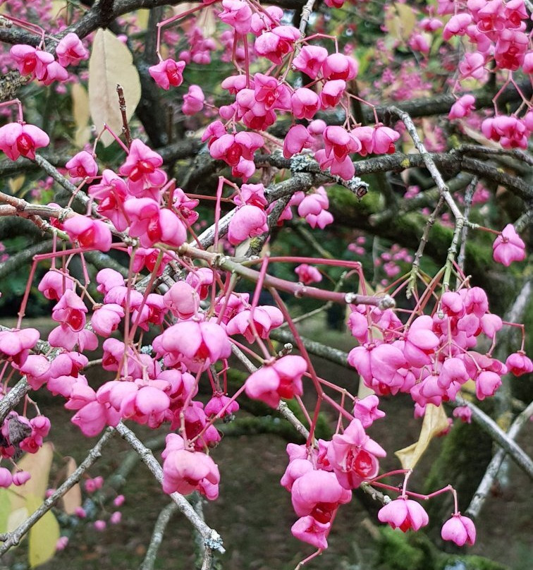 Arboretum Poortbulten-De Lutte必去景点