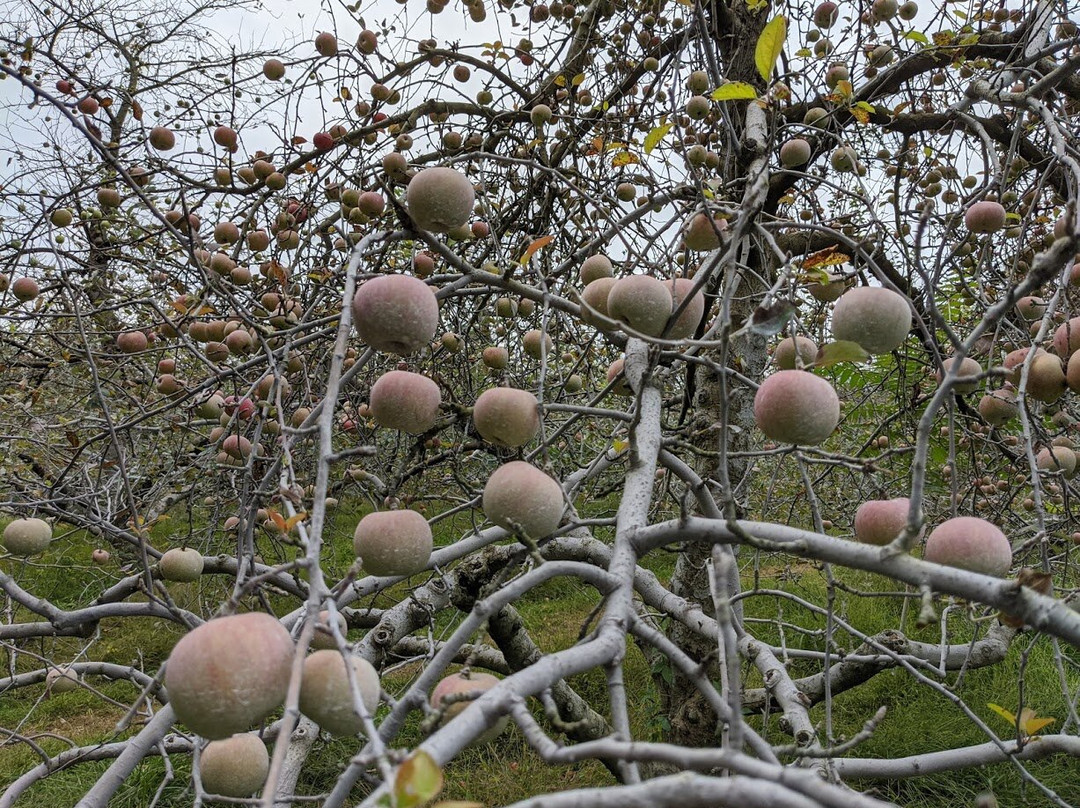 Crooked Run Orchard景点图片