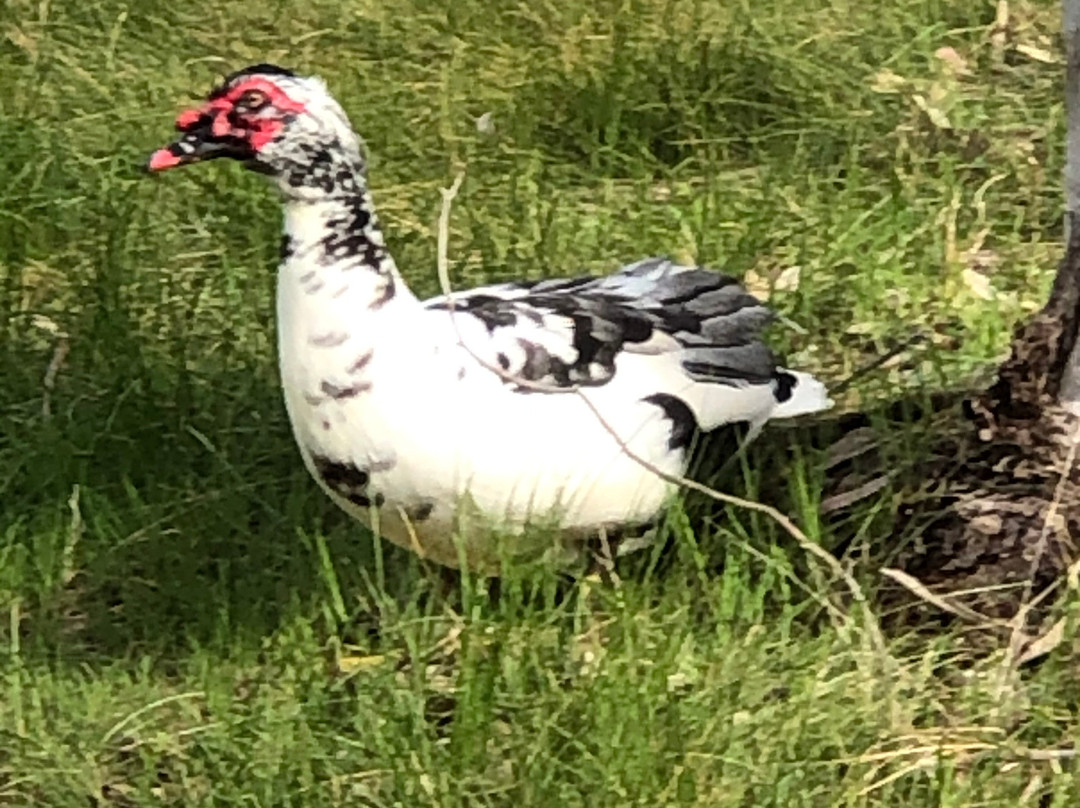 茶馆汽车旅馆主图