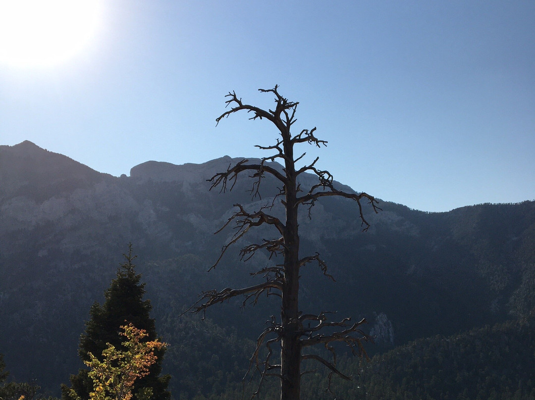 Bristlecone Trail-Mount Charleston必去景点