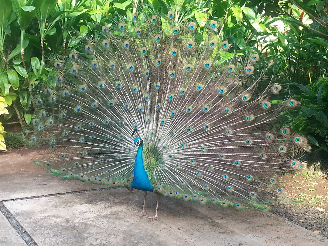 Hawaii Convertible Tours-维帕胡必去景点