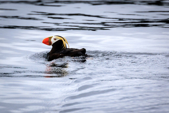 Kodiak Scenic Tours-Kodiak必去景点