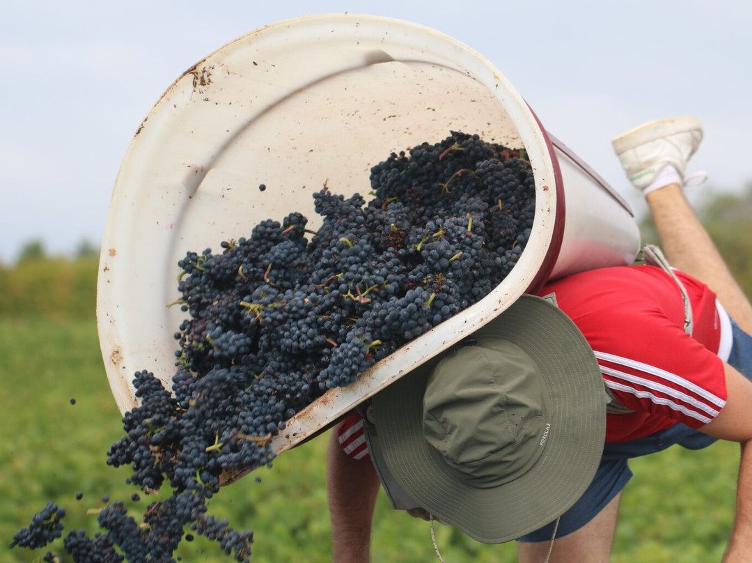 Domaine Francois Lumpp景点图片