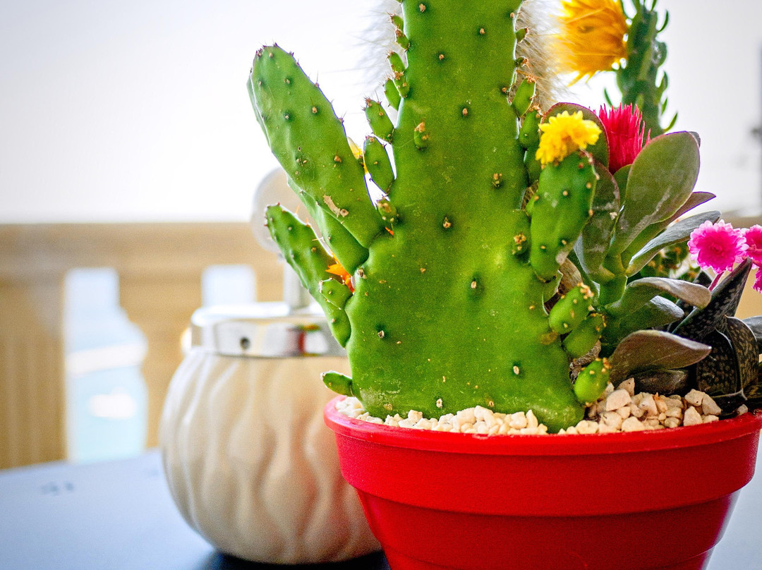 B&B The Sun 'tis主图