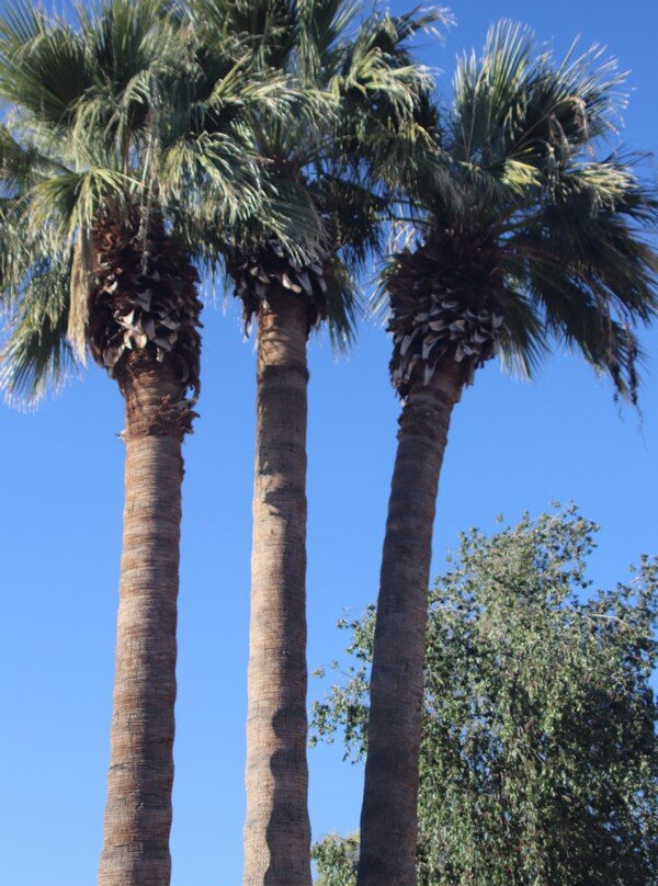 Public Library Casa Grande-卡萨格兰德必去景点