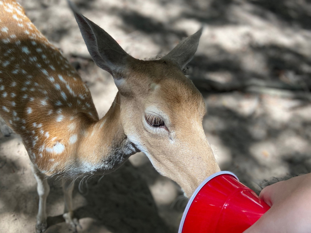 Franklin Drive Thru Safari-Franklin必去景点