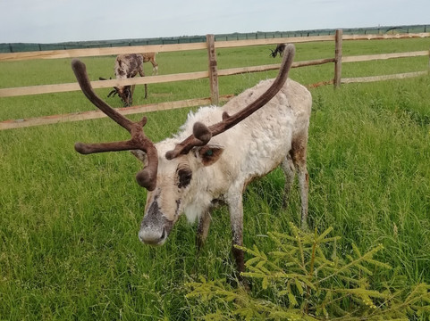 Agro-Pustyn旅游攻略图片