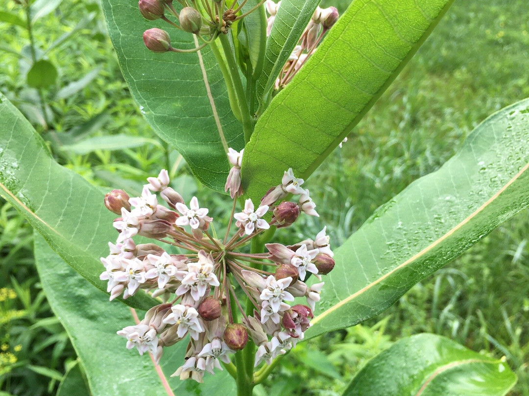 Mountain Meadow Preserve-威廉斯敦必去景点