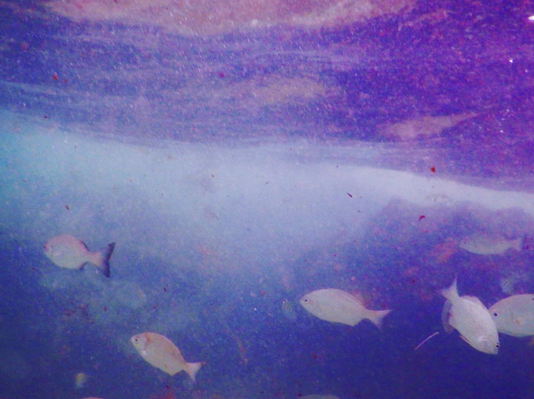 Red Reef Park-博卡拉顿必去景点