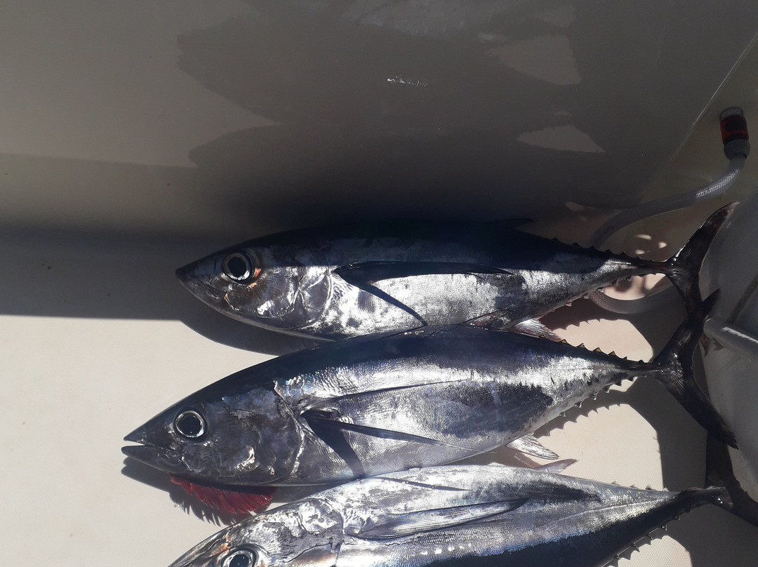 Sport Charter Fish-卡拉多尔必去景点