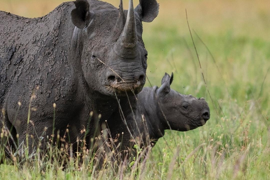 MORANI TOURS & SAFARIS LIMITED-阿鲁沙必去景点