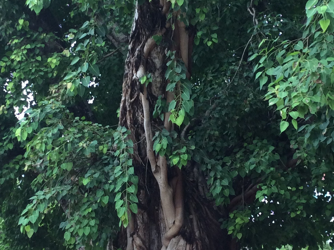 National Museum of Tanzania-Dar es Salaam必去景点