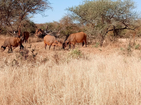 Royal Baobab Excursions-索蒙必去景点