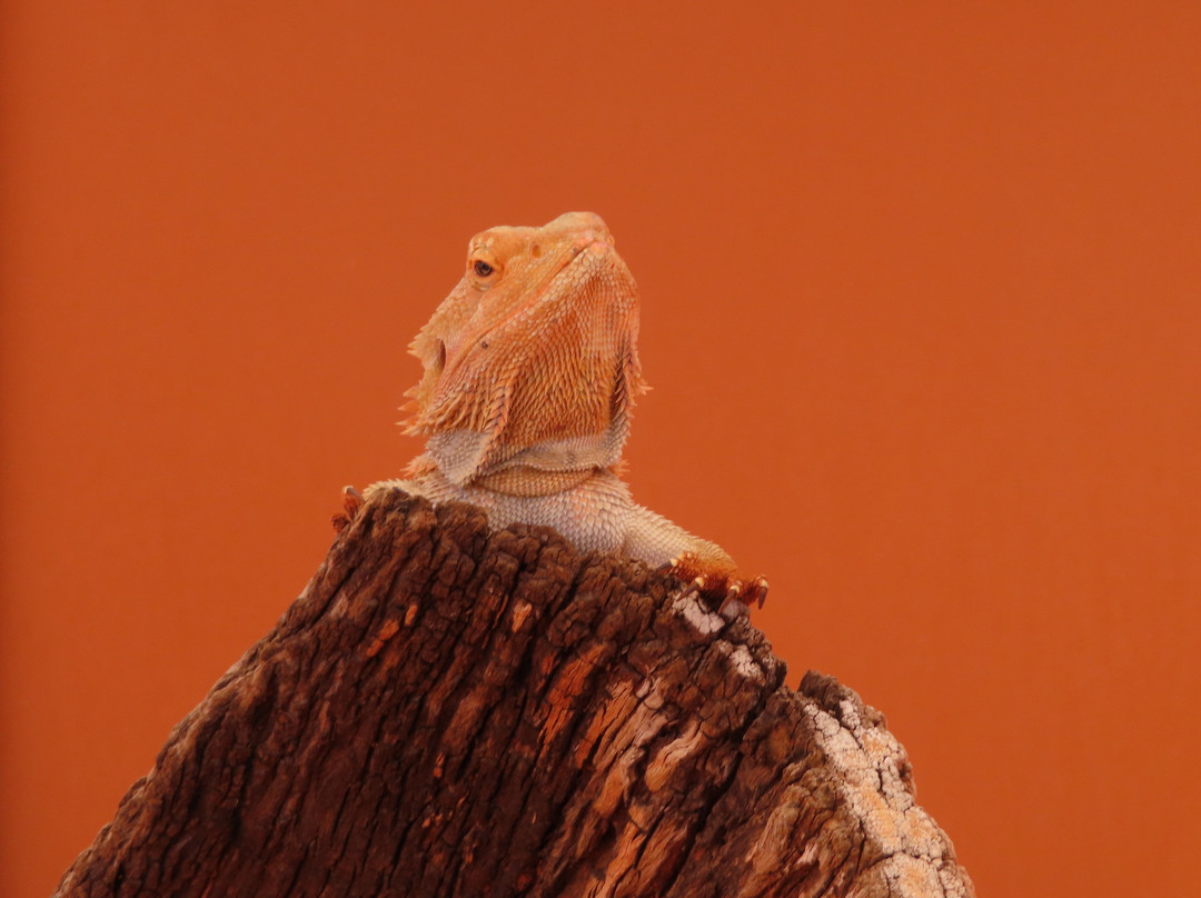 Alice Springs Reptile Centre-爱丽斯泉必去景点