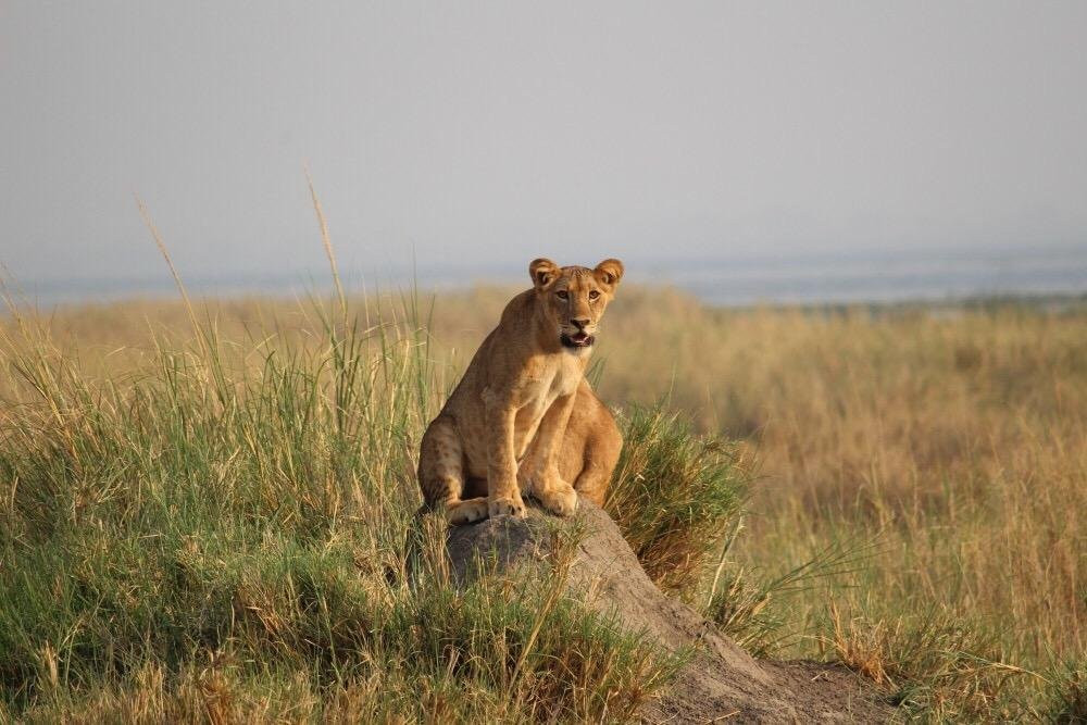 Masai Mara Holidays景点图片