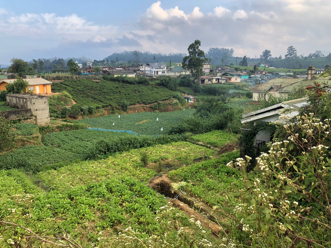 努瓦拉埃利亚巿及茶乡-奴娃拉伊利雅必去景点