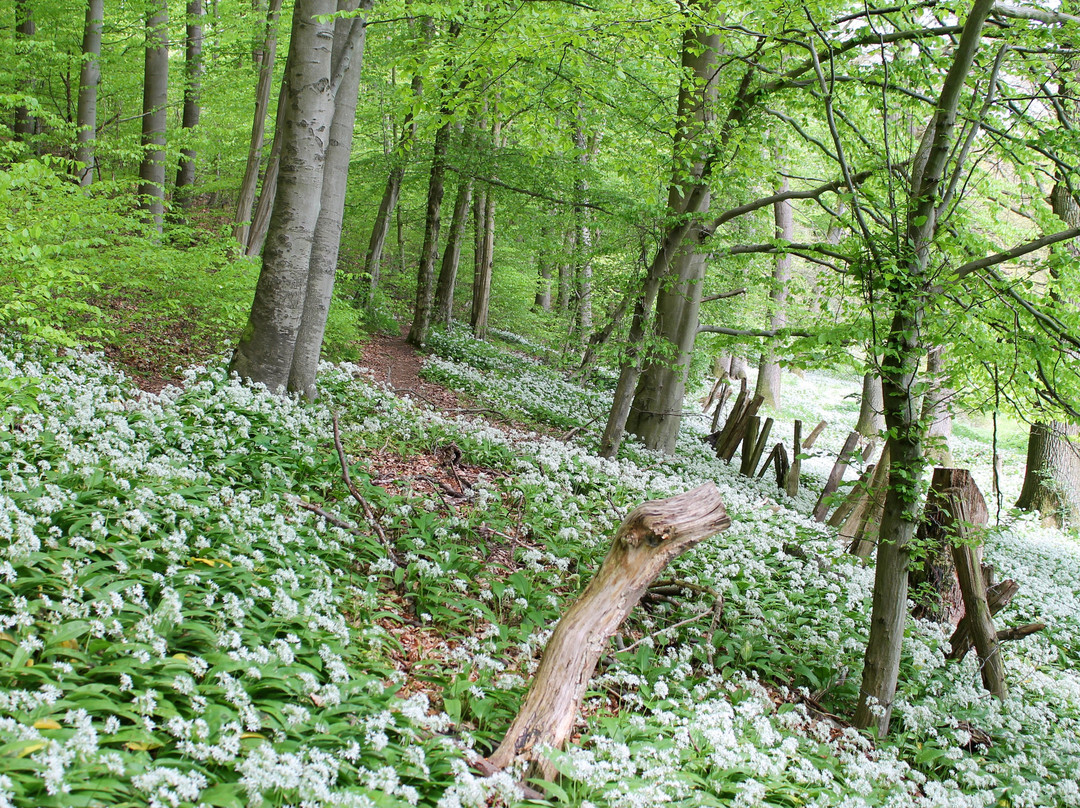 Deister Süntel MTB Verleih-Hulsede必去景点