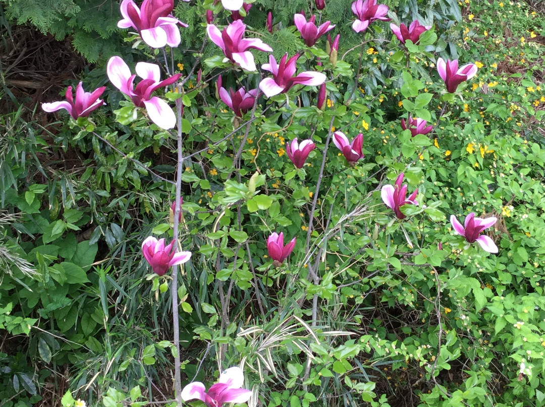 Marukodate Site-金崎町必去景点