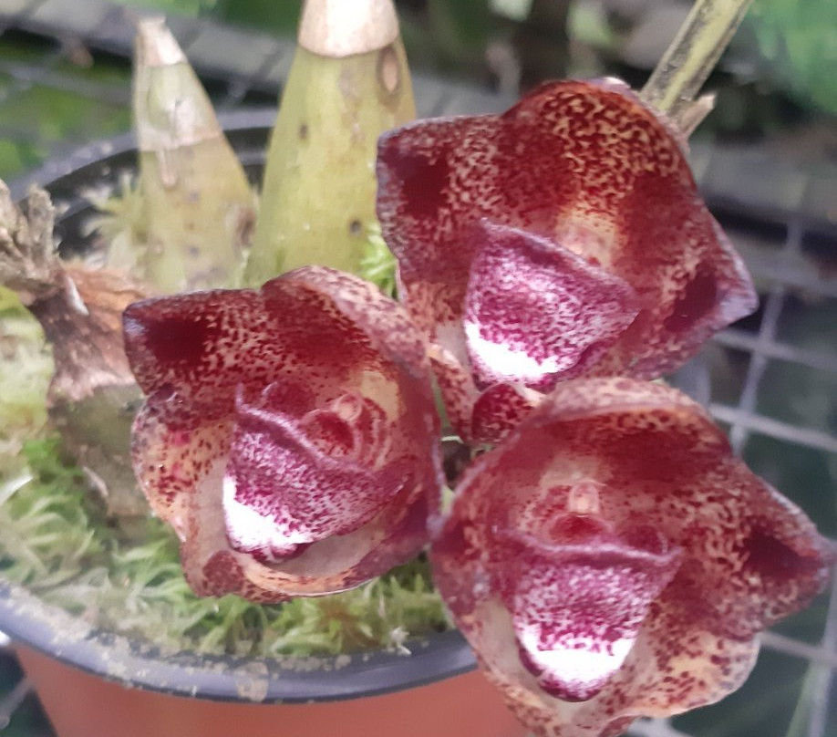 Agro Oriente Viveros-Moyobamba必去景点