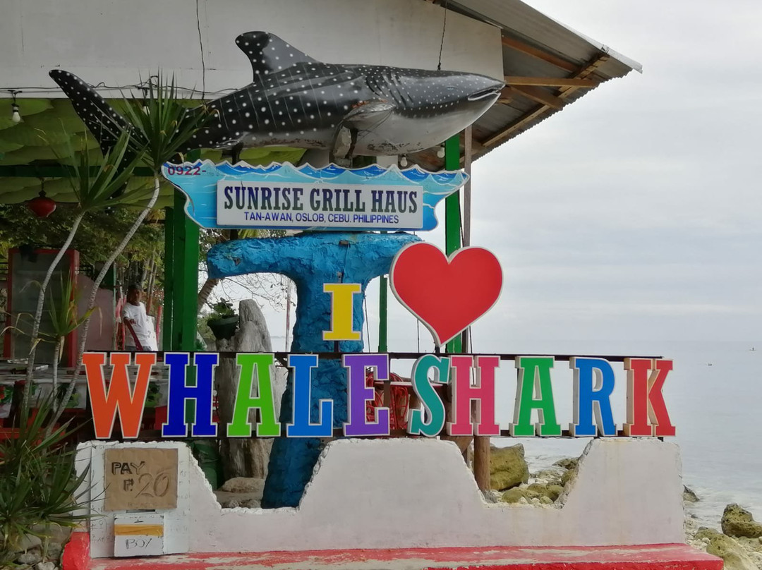 Whalesharks on Wheels景点图片
